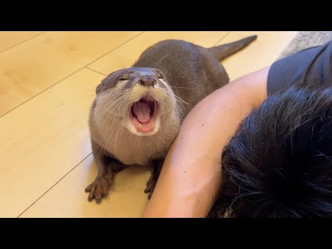 カワウソに飼い主が死んだふりをしたら笑撃の結果に… When an owner pretends to be dead to an otter, the result is hilarious…(YouTube)