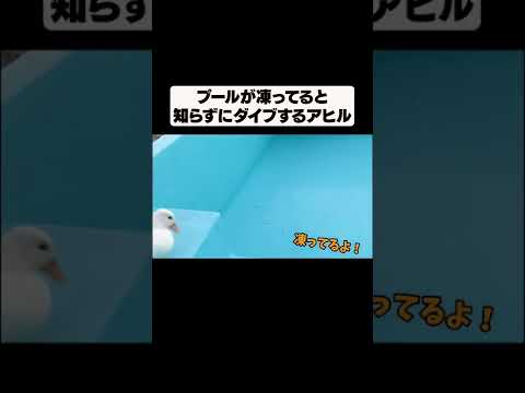 水に興奮して飛び込んだら凍ってた時のアヒルの反応が面白すぎた！#shorts(YouTube)