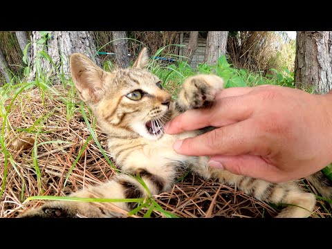 無邪気な子猫をナデナデしたら先輩猫の所に案内してくれた(YouTube)