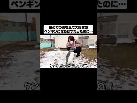 初めてのペンギンと雪のコラボはこんな感じ。。。＃Shorts(YouTube)