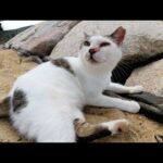砂浜に行ったら水玉模様のキジトラ猫ちゃんが甘えてきた(YouTube)