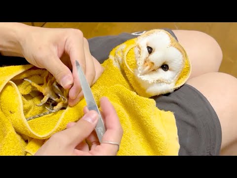 全力で爪切りを拒否するフクロウがかわいい(YouTube)
