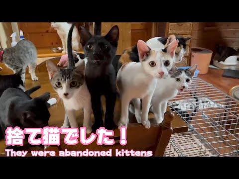 捨て猫でした！　They are abandoned kittens(YouTube)