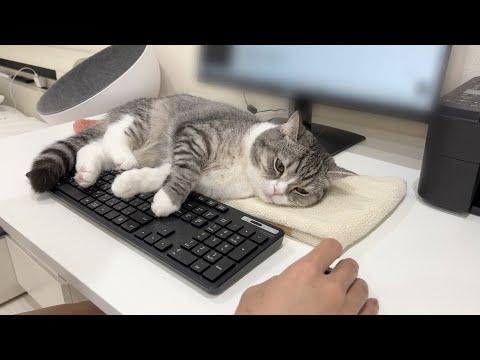 かまってほしい猫を無視して仕事し続けた結果がこちらです…w(YouTube)