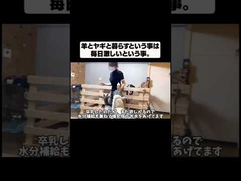 家の中で羊とやぎと共同生活！(YouTube)