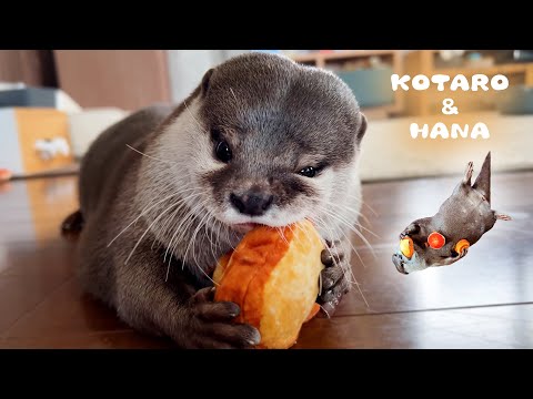 太りすぎてぽっちゃり通り越したカワウソの体重に衝撃　Chubby Otter Decides to Go on a DIET!(YouTube)