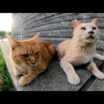 夕方、濃淡茶トラ猫コンビが小屋の外に出てきて涼しい風にあたる(YouTube)