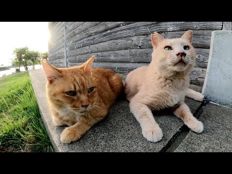 夕方、濃淡茶トラ猫コンビが小屋の外に出てきて涼しい風にあたる(YouTube)