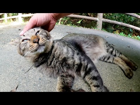 橋の下に隠れていた猫を呼んだら、上機嫌でモフられにやってきた(YouTube)