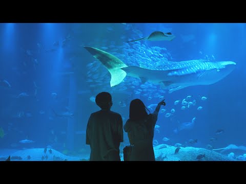 17時からは「 夜の海遊館 」(YouTube)