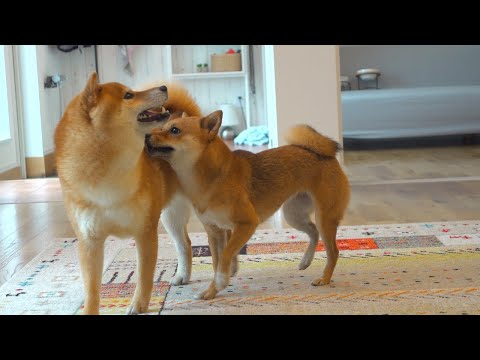 三週間ぶりに会えました。(YouTube)