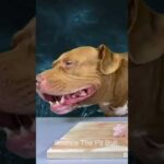 【閲覧注意】ピットブルの咀嚼音がいい音すぎる#shorts(YouTube)