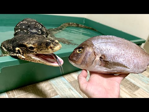 熟成した鯛をもらったのでオオトカゲに食べさせます(YouTube)