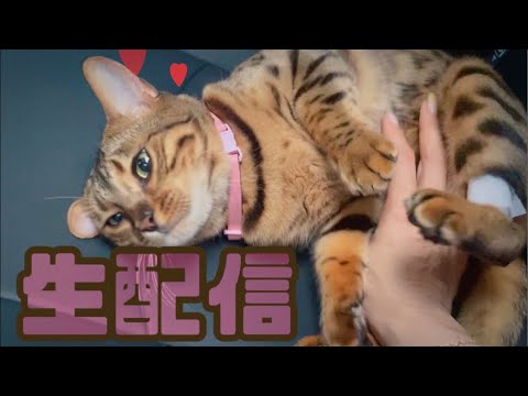 【生配信8/28】夏の終わりを猫とともに感じませんか？生配信(YouTube)