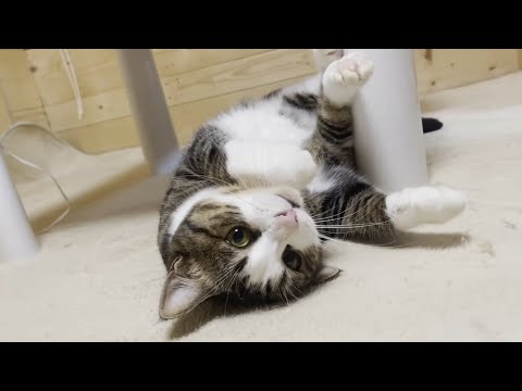 遊んでいるだけでお父さんをメロメロにしてしまう猫(YouTube)