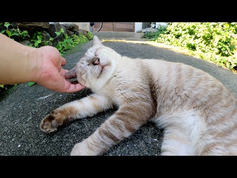 シャム猫の頬っぺたをモフっていたら「くすぐったいわ！」と怒られた(YouTube)