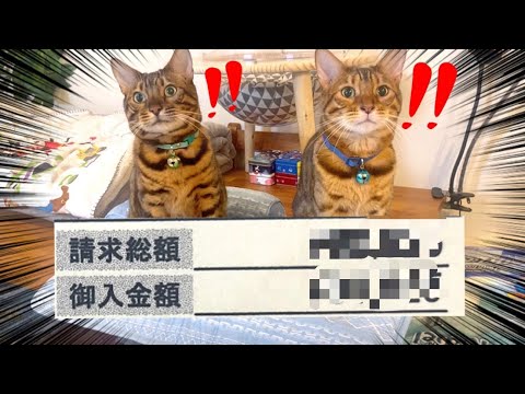 猫2匹の診療代がぶっちぎり過去最高額で唖然(YouTube)