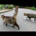 二匹のキジ猫がベンチにお出かけして人間にモフられる(YouTube)