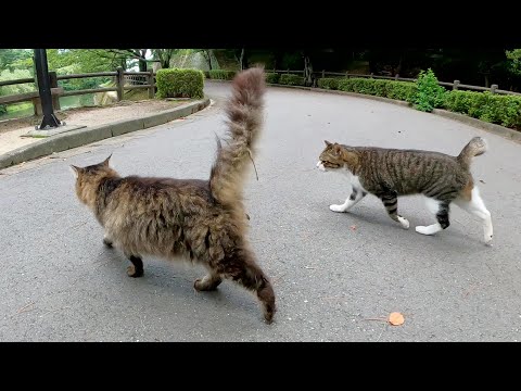 二匹のキジ猫がベンチにお出かけして人間にモフられる(YouTube)
