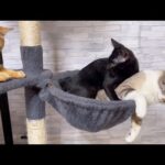 子猫の逃げ場所は大好きなお姉ちゃん猫♥(YouTube)