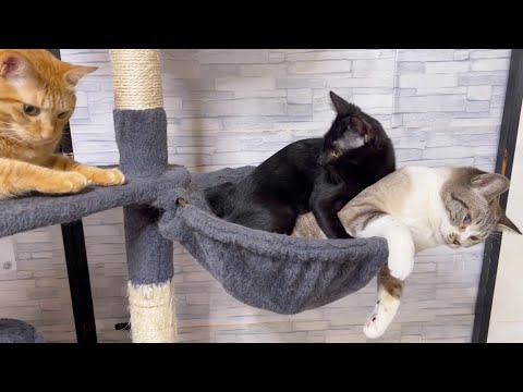 子猫の逃げ場所は大好きなお姉ちゃん猫♥(YouTube)