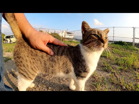 夕方の漁港に行ったら、可愛い猫達がゾロゾロと集まってきた(YouTube)