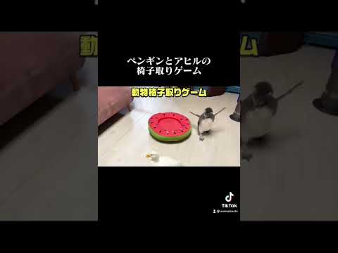 ペンギンとアヒルの椅子取りゲーム(YouTube)