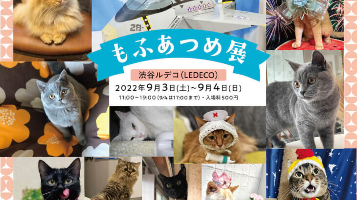 猫の写真作品など約800点が集結する「もふあつめ展」が渋谷で開催！保護猫の譲渡会や写真展も(ブログ)