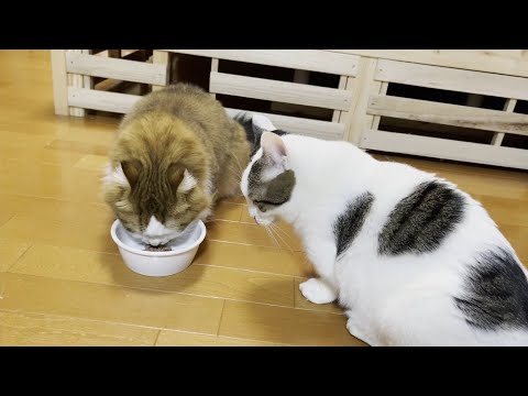 食べへんくせに違う猫が食べてたら美味しそうに見えてしまう猫(YouTube)