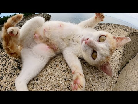 子育て中？のママ猫ちゃんがお腹をおっぴろげて甘えてきた(YouTube)