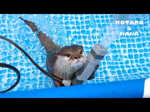 新しいホースを担いで追い出そうとするカワウソ　Angry Otter Fighting New Hose!(YouTube)