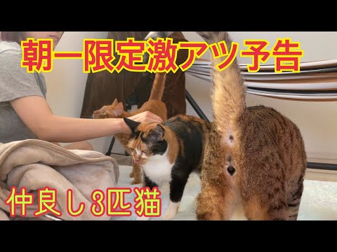 朝一しか見られない3匹の猫が仲良く集まる現場！(YouTube)