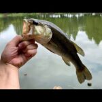 オオトカゲのために大量の魚を釣りあげる！(YouTube)