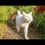 草むらにキジトラ猫がいたので近づいて撫でようとすると白猫が割り込んできた(YouTube)