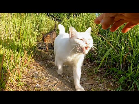 草むらにキジトラ猫がいたので近づいて撫でようとすると白猫が割り込んできた(YouTube)
