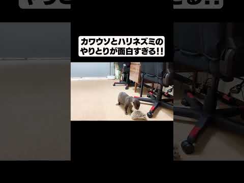 カワウソとハリネズミのやりとりが面白すぎる！！(YouTube)