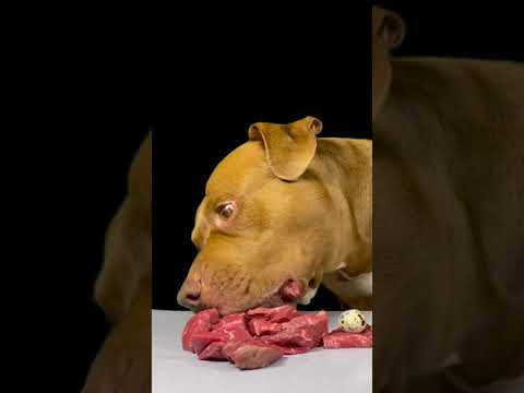 【肉テロ注意】赤身肉を食べまくるピットブルが羨ましすぎる#shorts(YouTube)
