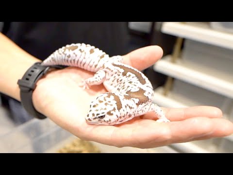 丸々太ったヤモリがかわいすぎた(YouTube)