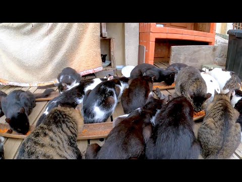 【猫島】島で一番の猫スポットでの御飯の時間が楽しすぎる(YouTube)