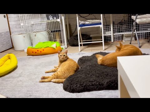 呼ぶと必ず来てくれる猫が可愛すぎて何度も呼んじゃいました(YouTube)