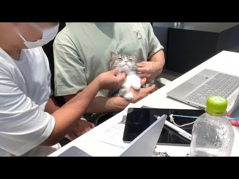 初めて猫と一緒に仕事に行ってみたら人気者すぎてこうなりました…笑(YouTube)