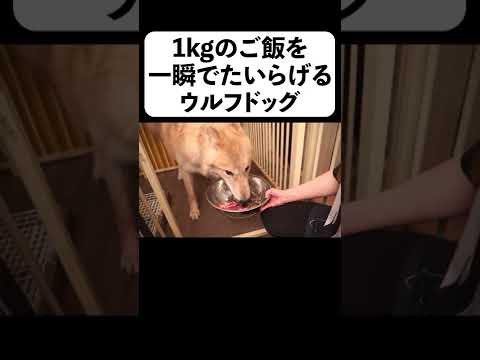 【速すぎ!】1kgのご飯を一瞬でたいらげる狼犬【フルverは概要】#shorts(YouTube)
