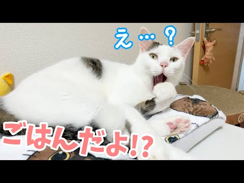 あのチロさんがご飯の時間になっても動きません…！(YouTube)