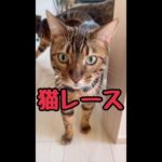 テトが裏ルート!?猫レース手持ちカメラダイジェスト9/21(YouTube)