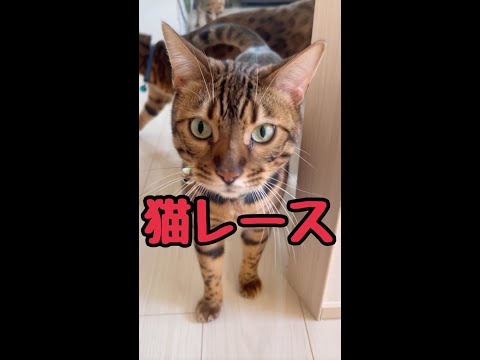 テトが裏ルート!?猫レース手持ちカメラダイジェスト9/21(YouTube)
