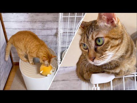 落とした物を拾ってくれる猫が可愛すぎっ！(YouTube)