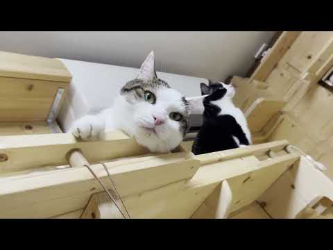 10人見たら10人が「絶対無理やって」って言われる猫(YouTube)