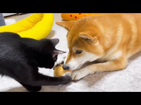 猫のしてることをうらやましがる柴犬(YouTube)