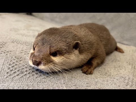 他の動物に化けることができるおもしろカワウソ Interesting otter that can transform into other animals(YouTube)