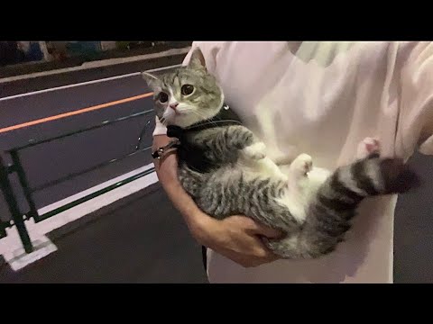 深夜に買い物に行こうとしたら寂しくてついてきちゃった猫がかわいすぎたw(YouTube)